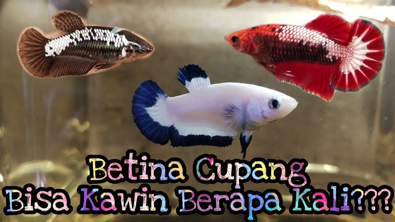 Download Gambar Ikan Cupang Kawin Nomer 55
