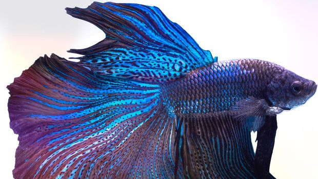 Detail Gambar Ikan Cupang Keren Nomer 32