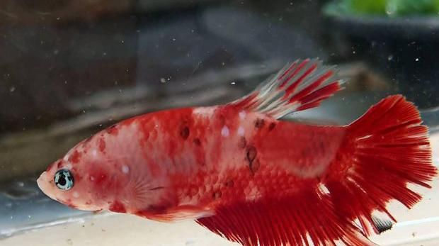 Detail Gambar Ikan Cupang Merah Nomer 37