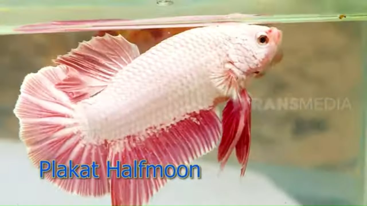 Detail Gambar Ikan Cupang Merah Nomer 40