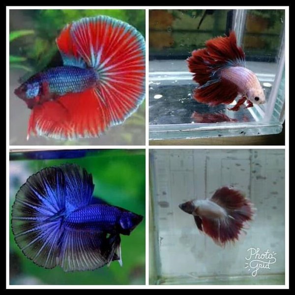 Detail Gambar Ikan Cupang Merah Nomer 44