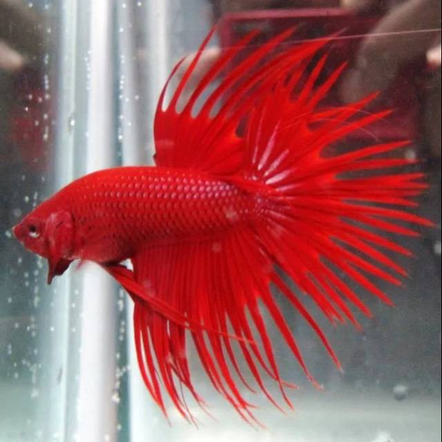 Detail Gambar Ikan Cupang Merah Nomer 7