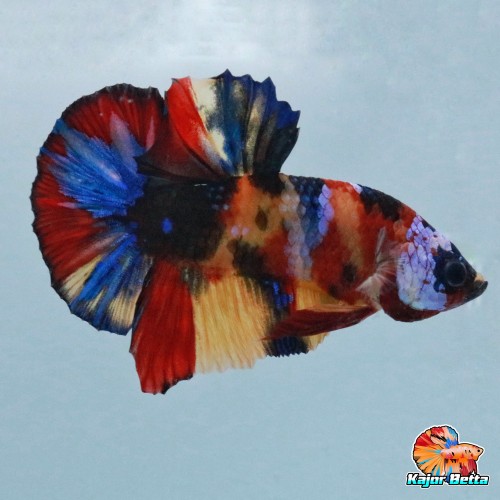 Detail Gambar Ikan Cupang Multicolor Nomer 15