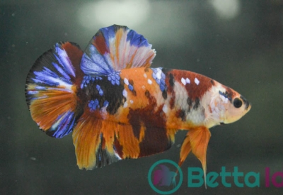 Detail Gambar Ikan Cupang Multicolor Nomer 28