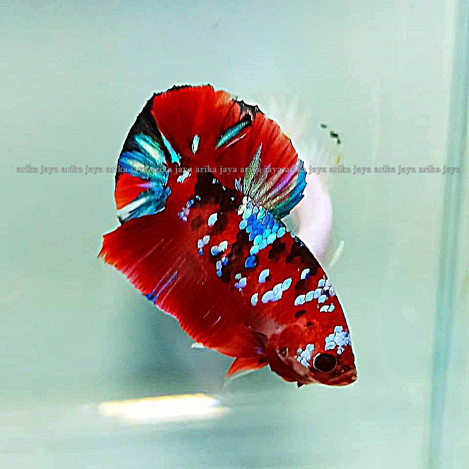 Detail Gambar Ikan Cupang Multicolor Nomer 33