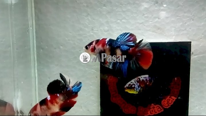 Detail Gambar Ikan Cupang Multicolor Nomer 52