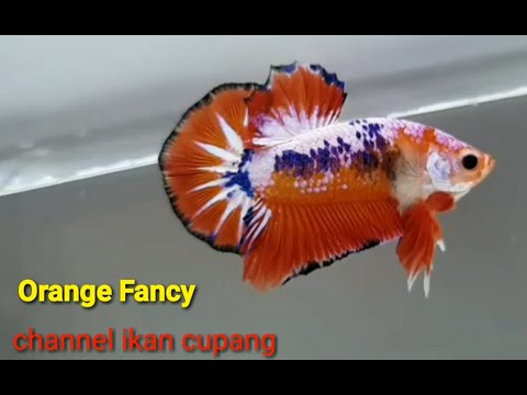 Detail Gambar Ikan Cupang Plakat Nomer 20