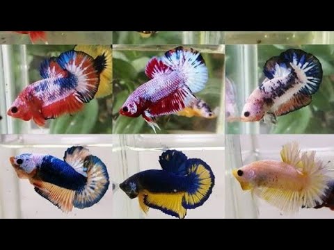 Detail Gambar Ikan Cupang Plakat Nomer 21