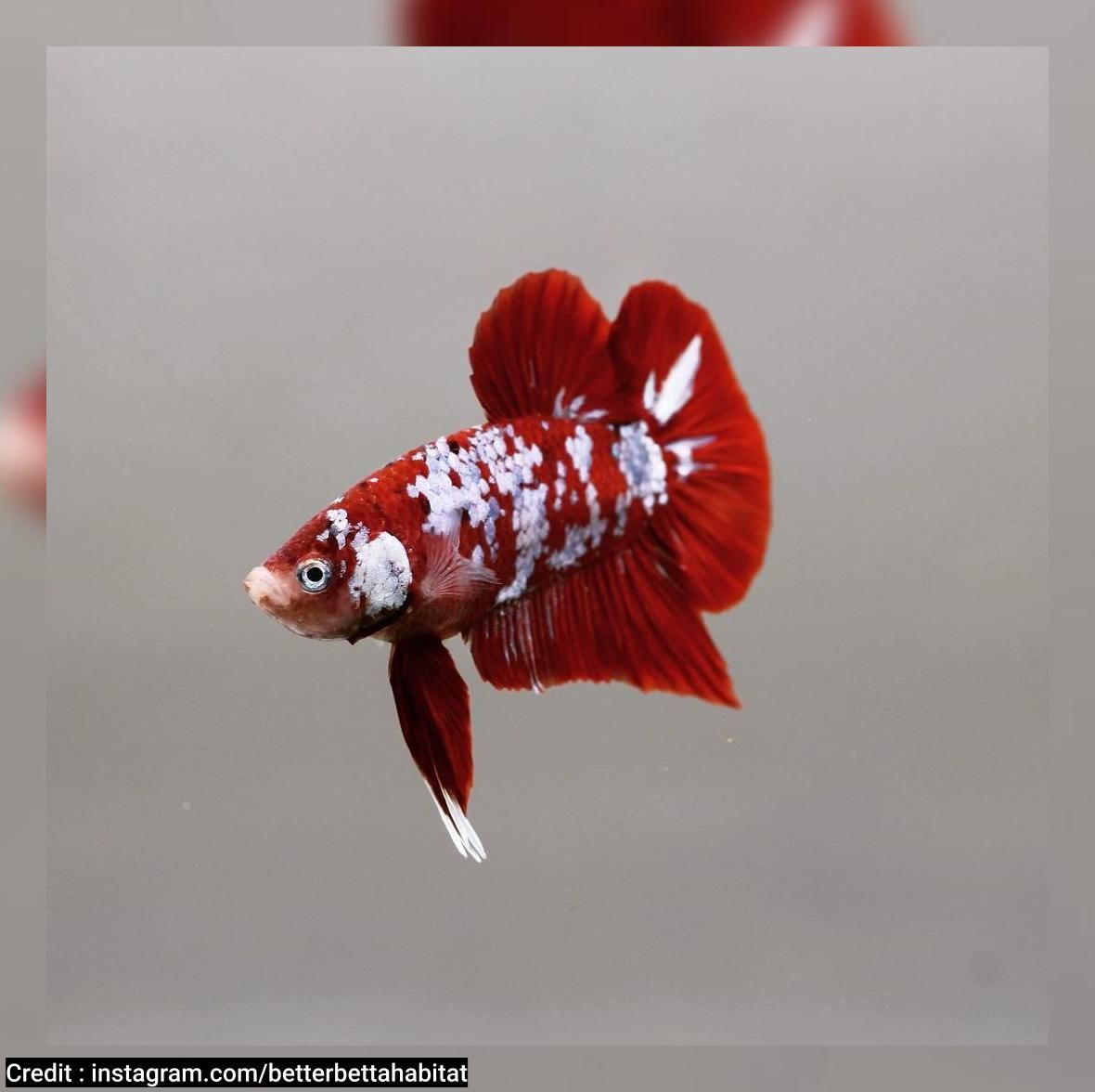 Detail Gambar Ikan Cupang Plakat Nomer 49