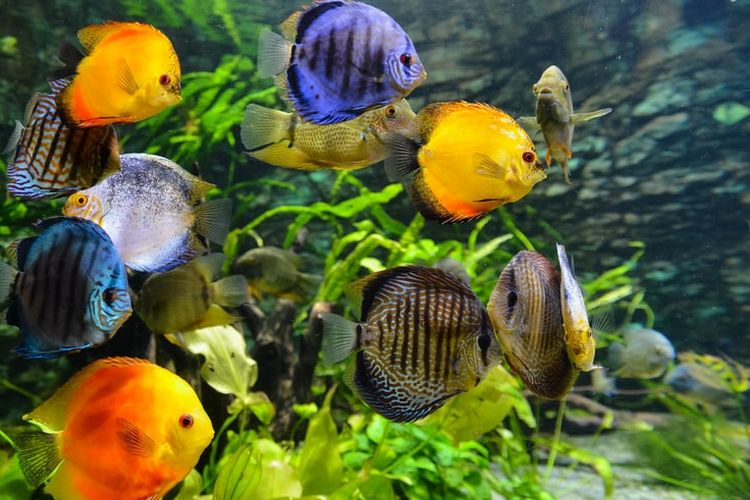 Detail Gambar Ikan Dalam Aquarium Nomer 19