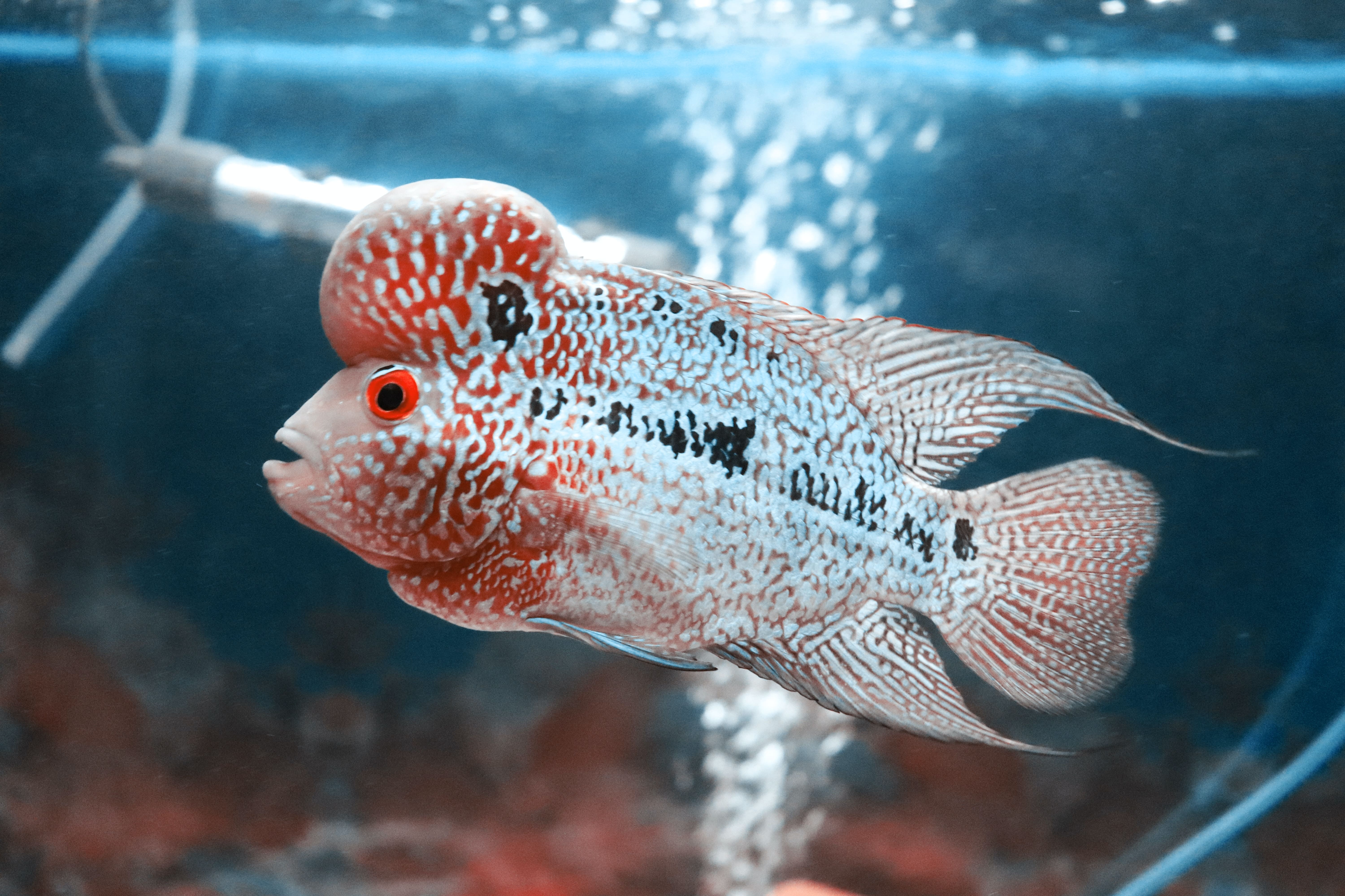 Detail Gambar Ikan Dalam Aquarium Nomer 24