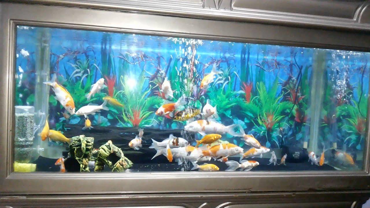 Detail Gambar Ikan Dalam Aquarium Nomer 38