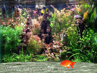 Detail Gambar Ikan Dalam Aquarium Nomer 51