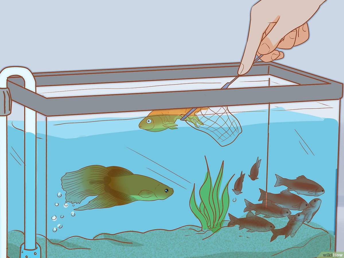 Detail Gambar Ikan Dalam Aquarium Nomer 7