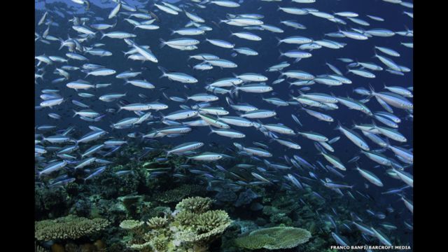 Detail Gambar Ikan Dalam Laut Nomer 40