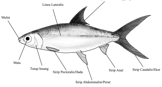 Detail Gambar Ikan Dan Bagian Bagiannya Nomer 2