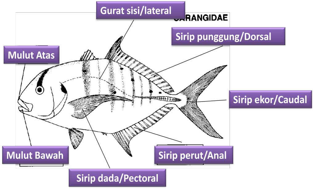 Detail Gambar Ikan Dan Bagian Bagiannya Nomer 10