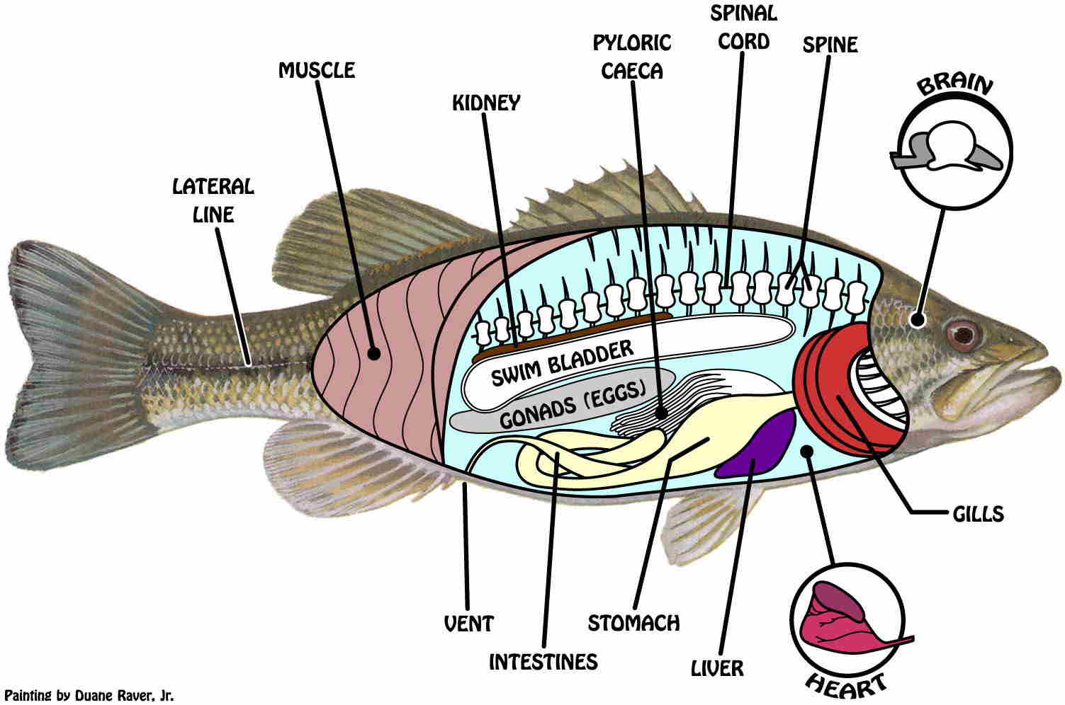 Detail Gambar Ikan Dan Bagian Bagiannya Nomer 11