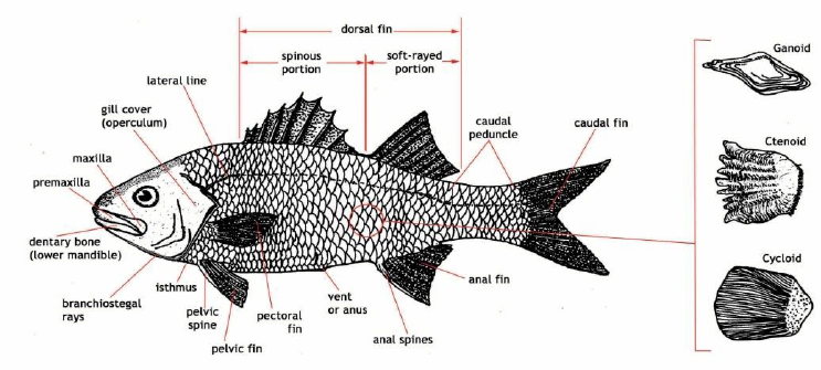 Detail Gambar Ikan Dan Bagian Bagiannya Nomer 17