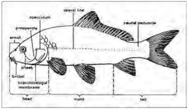 Detail Gambar Ikan Dan Bagian Bagiannya Nomer 3
