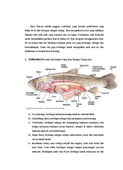 Detail Gambar Ikan Dan Bagian Bagiannya Nomer 35
