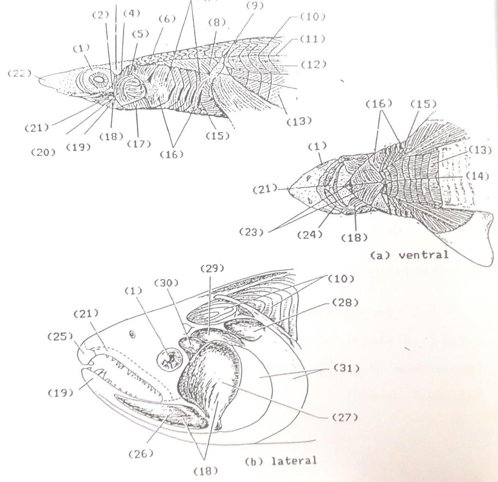 Detail Gambar Ikan Dan Bagian Bagiannya Nomer 43