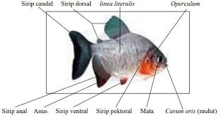 Detail Gambar Ikan Dan Bagian Bagiannya Nomer 47