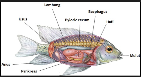 Detail Gambar Ikan Dan Bagian Bagiannya Nomer 50