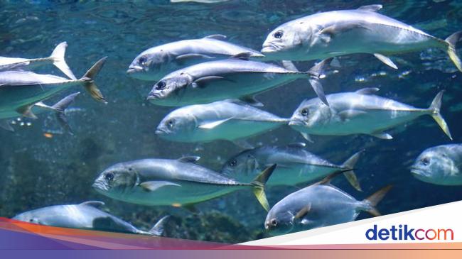 Detail Gambar Ikan Dan Laut Nomer 34