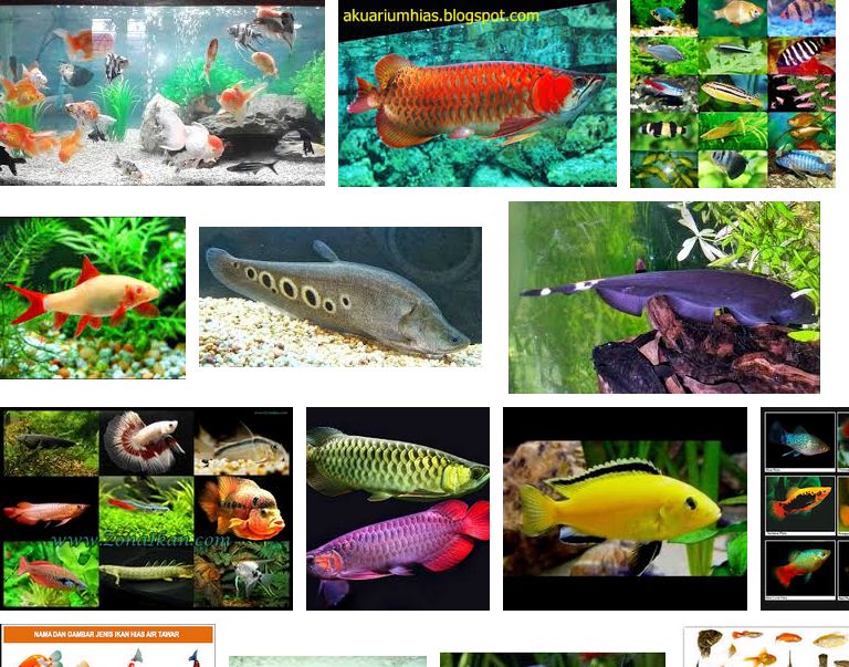 Detail Gambar Ikan Dan Namanya Nomer 39