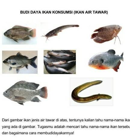 Detail Gambar Ikan Dan Namanya Nomer 40