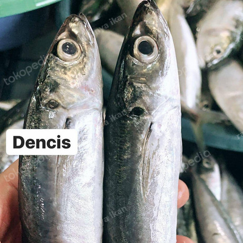 Detail Gambar Ikan Dencis Nomer 46