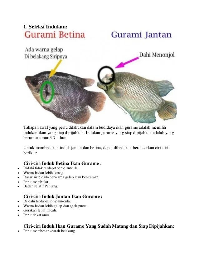 Detail Gambar Ikan Dengan Angka Nomer 43