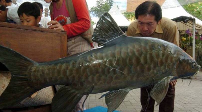 Detail Gambar Ikan Dewa Nomer 17