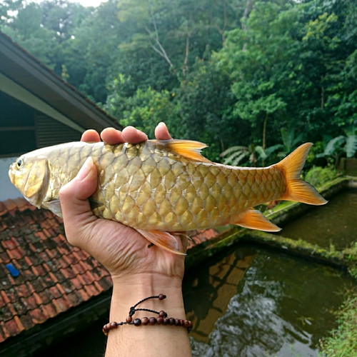 Detail Gambar Ikan Dewa Nomer 21