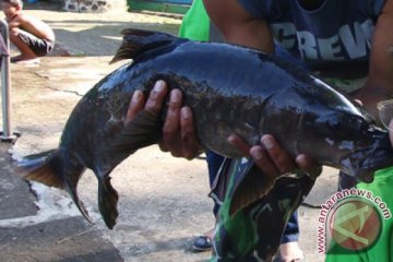 Detail Gambar Ikan Dewa Nomer 31