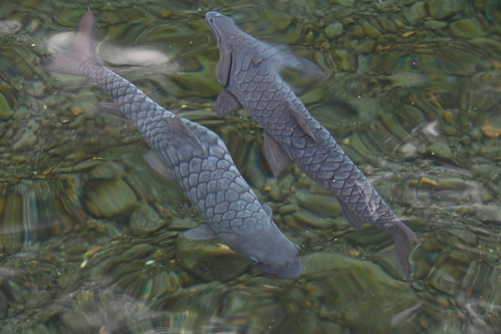 Detail Gambar Ikan Dewa Di Cibulan Kuningan Nomer 12