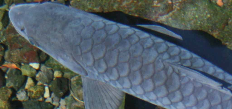Detail Gambar Ikan Dewa Di Cibulan Kuningan Nomer 14