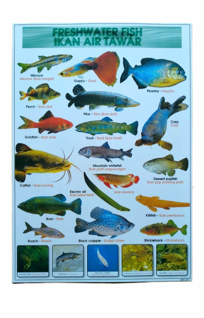 Detail Gambar Ikan Di Air Nomer 3