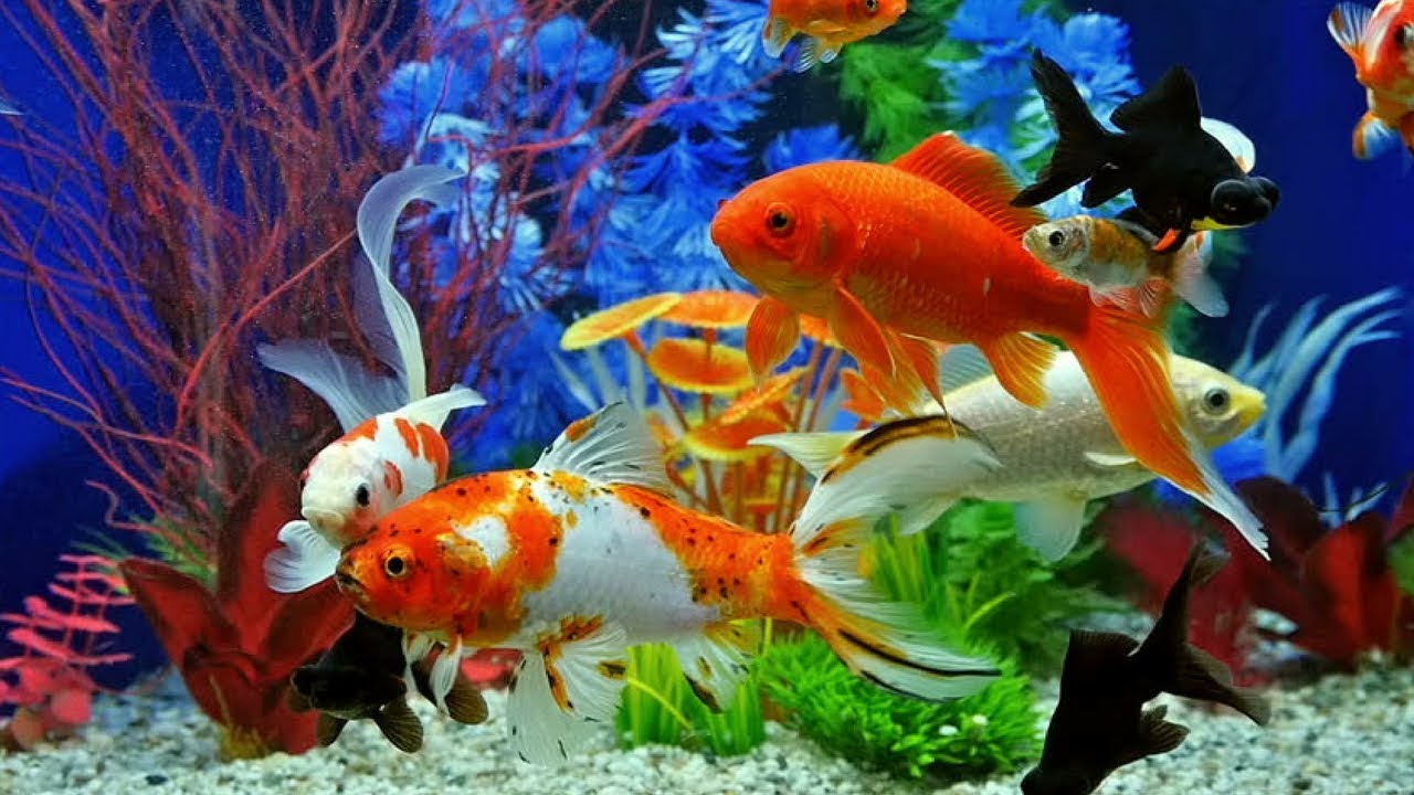 Detail Gambar Ikan Di Aquarium Nomer 38