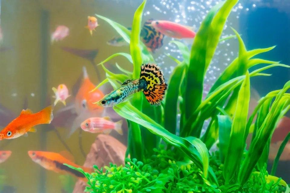 Detail Gambar Ikan Di Aquarium Nomer 44