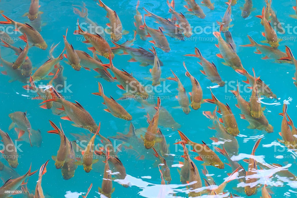 Detail Gambar Ikan Di Dalam Air Nomer 35