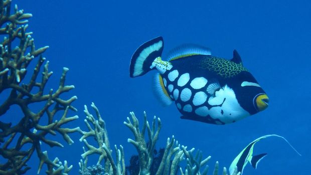 Detail Gambar Ikan Di Dalam Laut Nomer 35