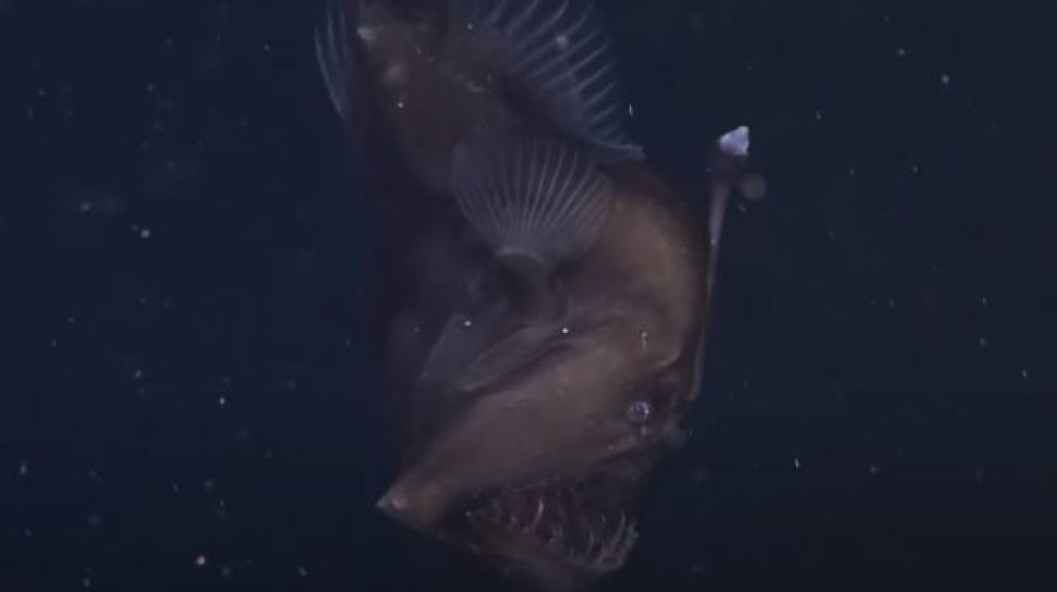Detail Gambar Ikan Di Dalam Laut Nomer 46