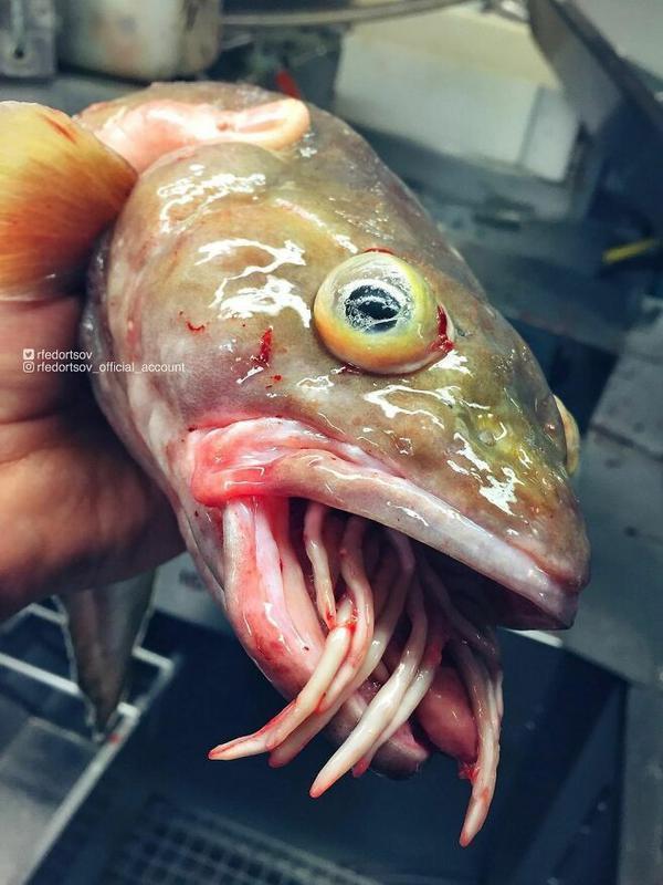 Detail Gambar Ikan Di Dalam Laut Nomer 48