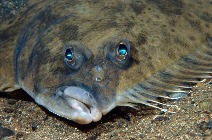 Detail Gambar Ikan Di Dasar Laut Nomer 20