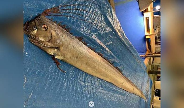 Detail Gambar Ikan Di Dasar Laut Nomer 21