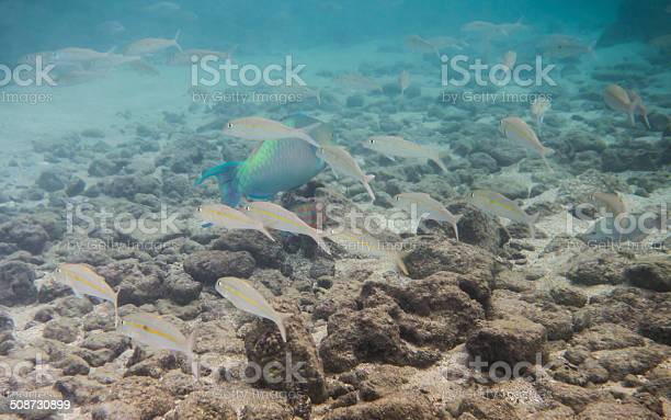 Detail Gambar Ikan Di Dasar Laut Nomer 25