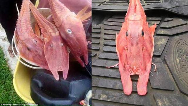 Detail Gambar Ikan Di Dasar Laut Nomer 33