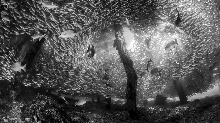 Detail Gambar Ikan Di Dasar Laut Hitam Putih Nomer 35